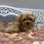 Nael-male-maltipoo-puppy-for-sale-1 (2)