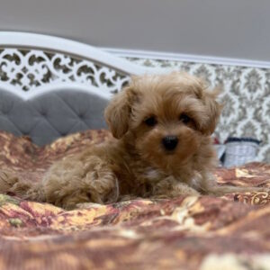 Nael Maltipoo Nael Maltipoo