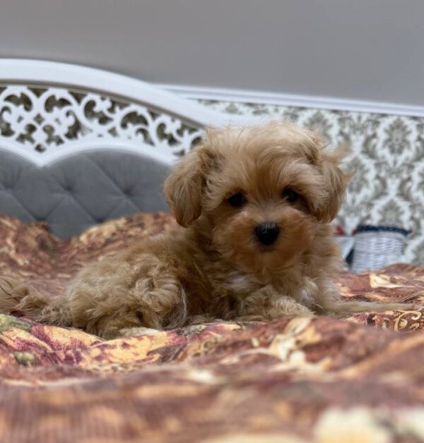 Nael Maltipoo Nael Maltipoo