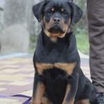 Nagoroda-female-Rottweiler-puppy-for-sale-1