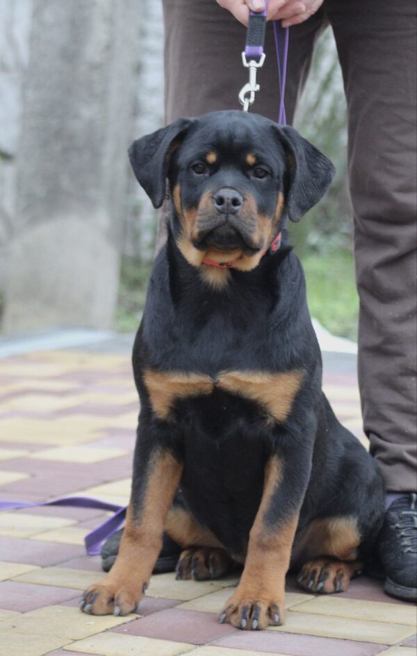 Nagoroda Rottweiler Nagoroda Rottweiler
