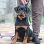 Nagoroda-female-Rottweiler-puppy-for-sale-2