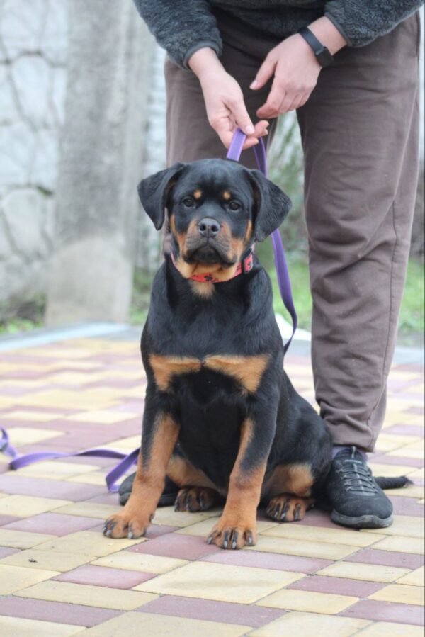 Nagoroda Rottweiler Nagoroda Rottweiler