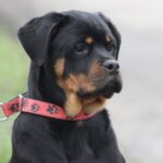 Nagoroda-female-Rottweiler-puppy-for-sale-3
