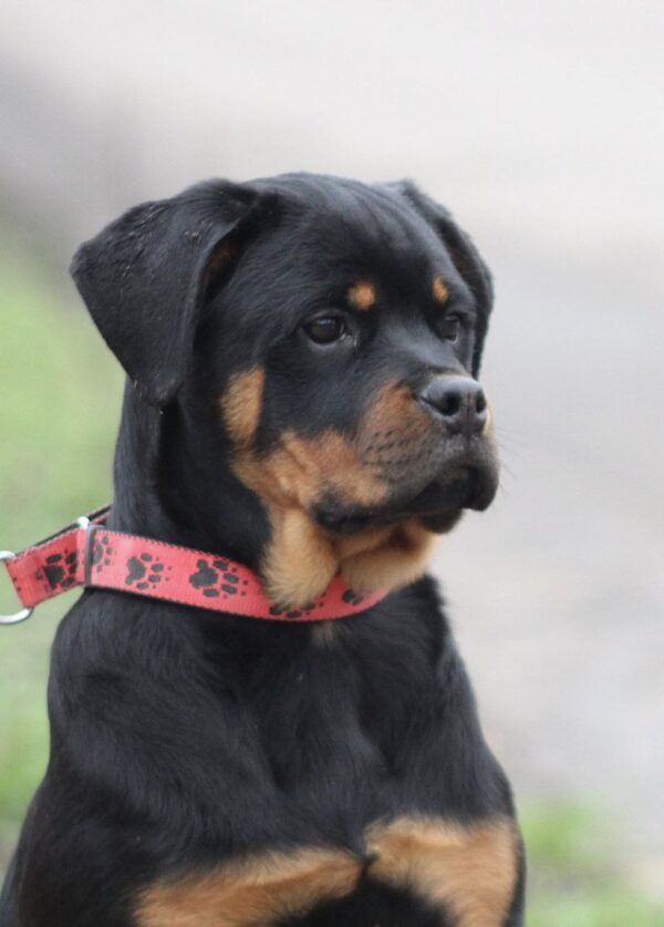 Nagoroda Rottweiler Nagoroda Rottweiler