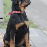 Nagoroda-female-Rottweiler-puppy-for-sale-4