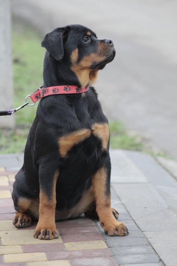 Nagoroda Rottweiler Nagoroda Rottweiler