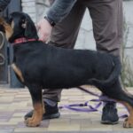 Nagoroda-female-Rottweiler-puppy-for-sale-5