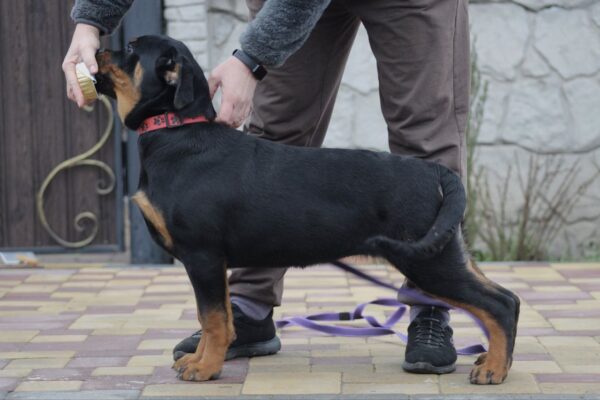 Nagoroda Rottweiler Nagoroda Rottweiler