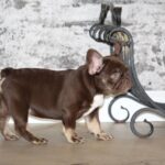 Naida-female-French-bulldog-puppy-for-sale-1