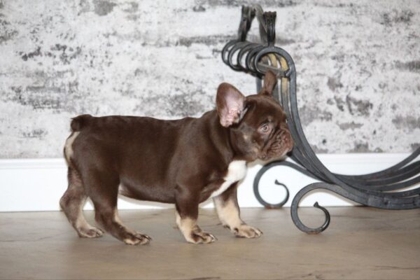 Naida French Bulldog Naida French Bulldog