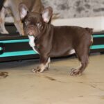 Naida-female-French-bulldog-puppy-for-sale-2
