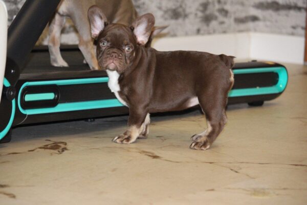 Naida French Bulldog Naida French Bulldog