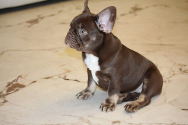 Naida French Bulldog Naida French Bulldog