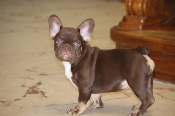 Naida French Bulldog Naida French Bulldog