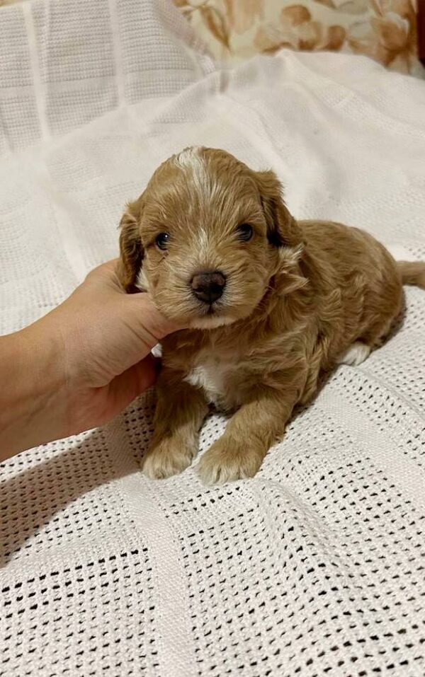 Naphis Maltipoo Naphis Maltipoo