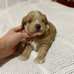 Naphis-male-Maltipoo-puppy-for sale-2