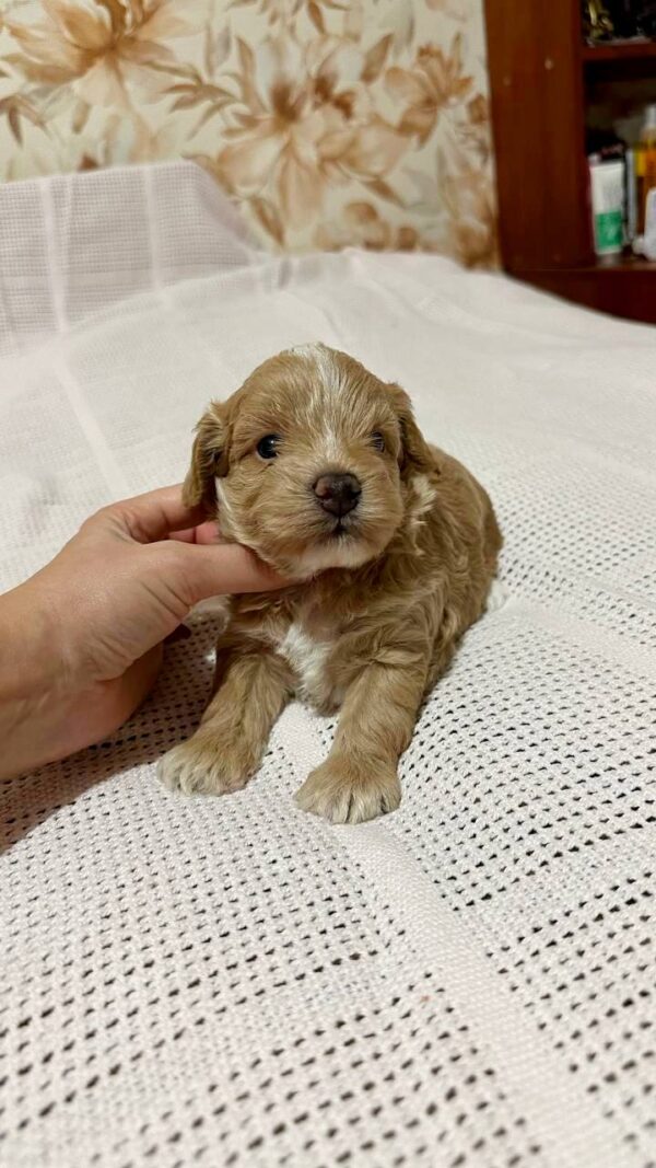 Naphis Maltipoo Naphis Maltipoo