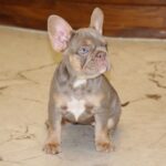 Nayra-female-French-bulldog-puppy-for-sale-1