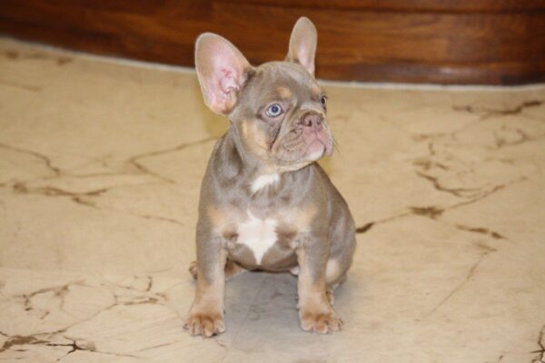 Nayra French Bulldog Nayra French Bulldog