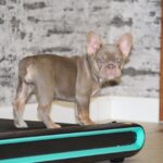 Nayra-female-French-bulldog-puppy-for-sale-2