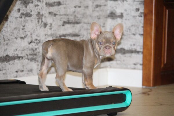 Nayra French Bulldog Nayra French Bulldog