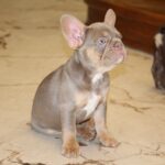 Nayra-female-French-bulldog-puppy-for-sale-3