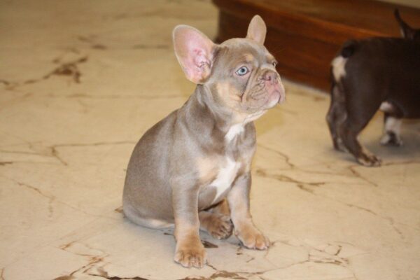 Nayra French Bulldog Nayra French Bulldog