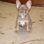 Nayra-female-French-bulldog-puppy-for-sale-4