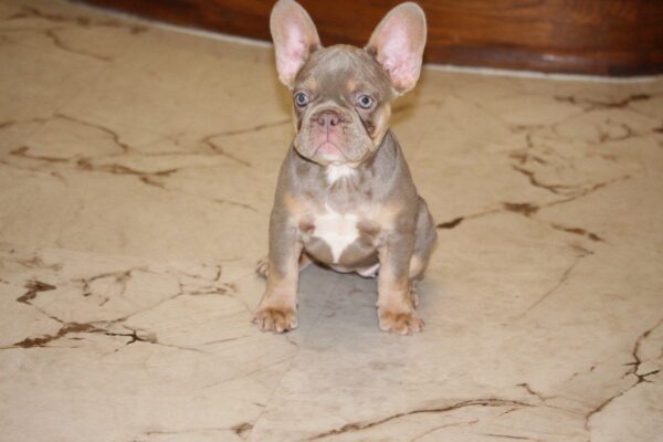 Nayra French Bulldog Nayra French Bulldog