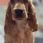 Neila-female-english-cocker-spaniel-puppy-for-sale-1 (1)