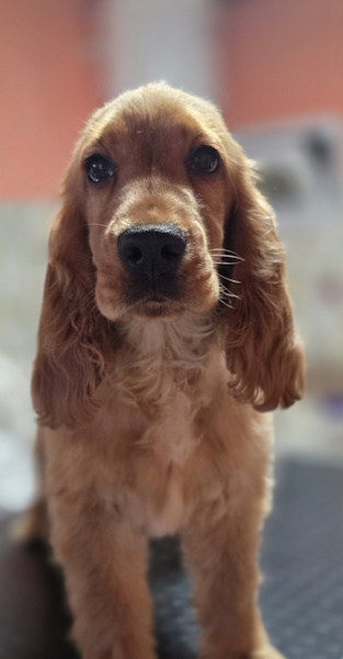 Neila English Cocker Spaniel Neila English Cocker Spaniel