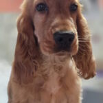 Neila-female-english-cocker-spaniel-puppy-for-sale-1 (4)