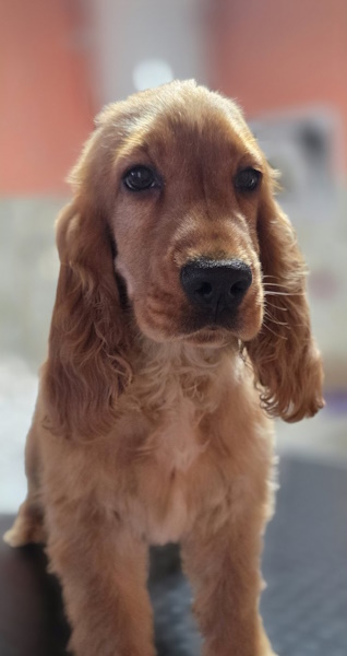 Neila English Cocker Spaniel Neila English Cocker Spaniel