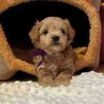 Nero-male-Maltipoo-puppy-for sale-1