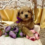 Nero-male-Maltipoo-puppy-for sale-2
