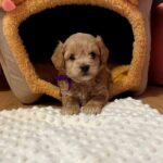 Nero-male-Maltipoo-puppy-for sale-3