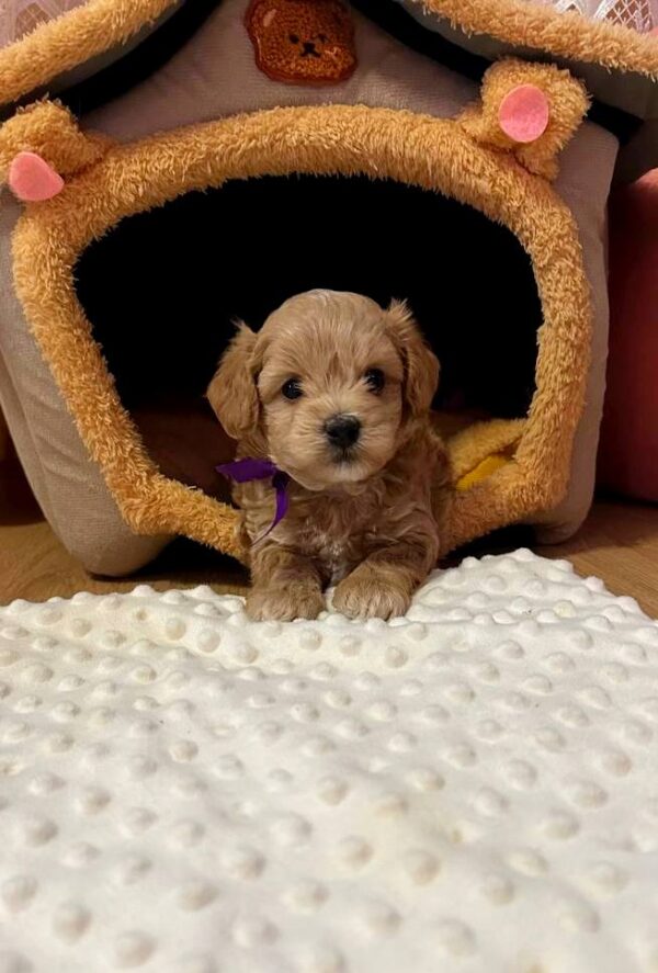 Nero Maltipoo Nero Maltipoo