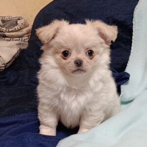 Nessie Chihuahua Nessie Chihuahua