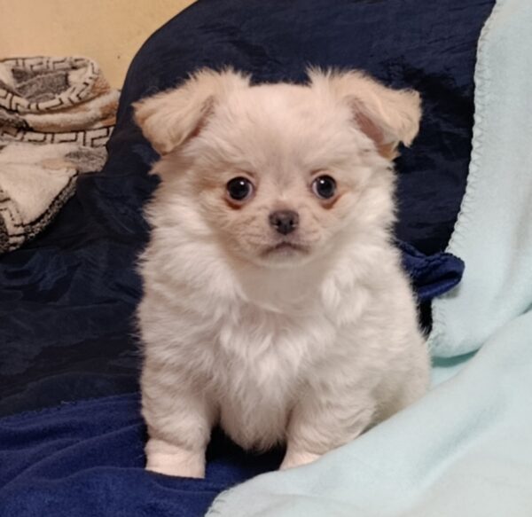 Nessie Chihuahua Nessie Chihuahua