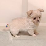 Nessie-female-chihuahua-puppy-for-sale-1 (2)