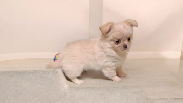 Nessie Chihuahua Nessie Chihuahua