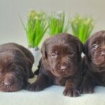 New-Litter-female-labrador-retriver-puppy-for-sale-1 (1)