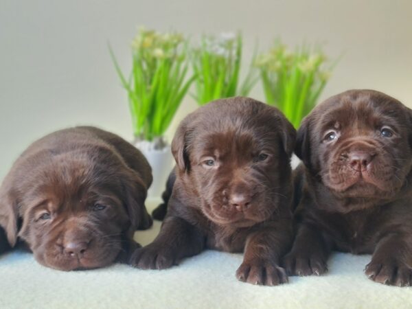New Litter Labrador Retriever New Litter Labrador Retriever