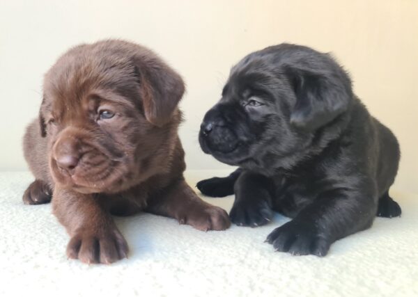 New Litter Labrador Retriever New Litter Labrador Retriever