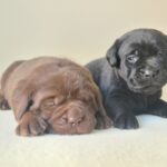 New-Litter-female-labrador-retriver-puppy-for-sale-1 (3)
