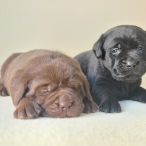 New Litter Labrador Retriever New Litter Labrador Retriever