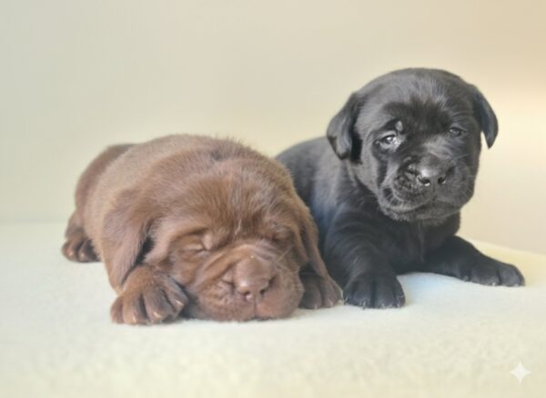 New Litter Labrador Retriever New Litter Labrador Retriever