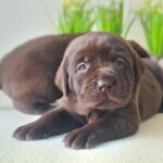 New-Litter-female-labrador-retriver-puppy-for-sale-1 (5)