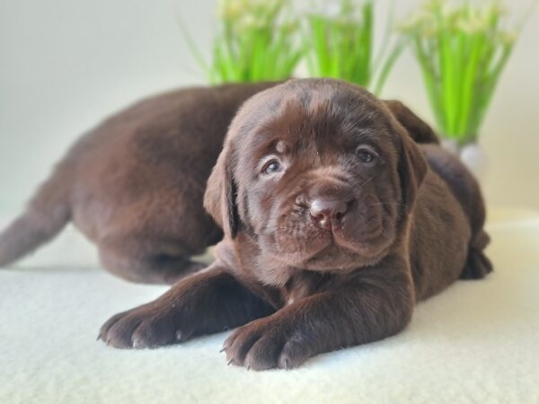 New Litter Labrador Retriever New Litter Labrador Retriever